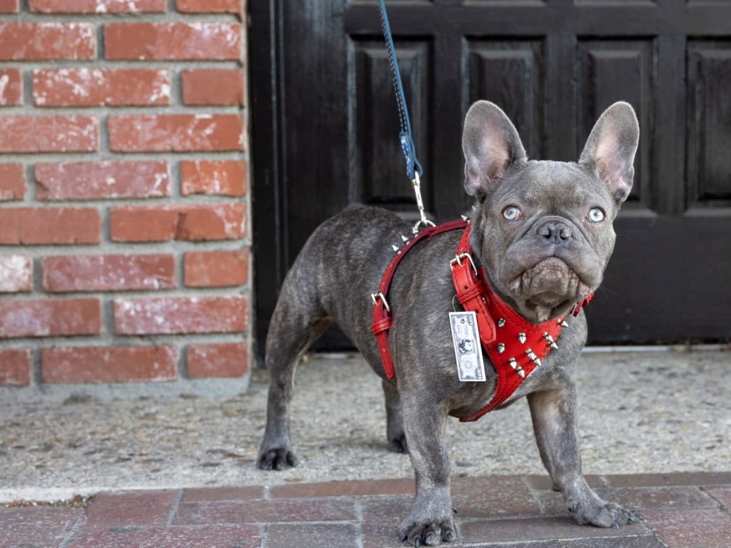 Top Dog Brand Inc. Handmade Leather Dog Goods & More